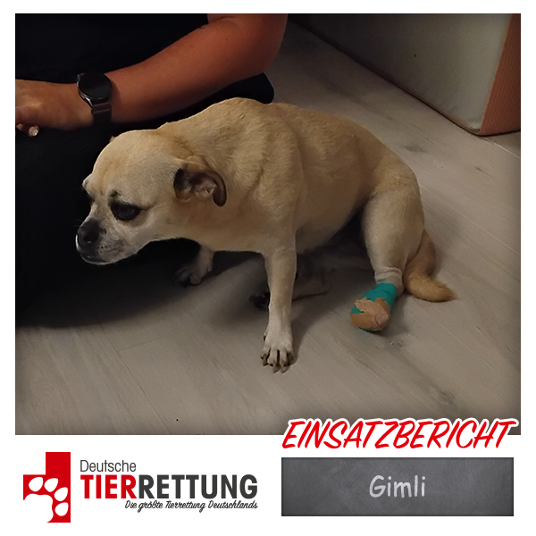 Tierrettung Einsatz: Gimli in Hagen
