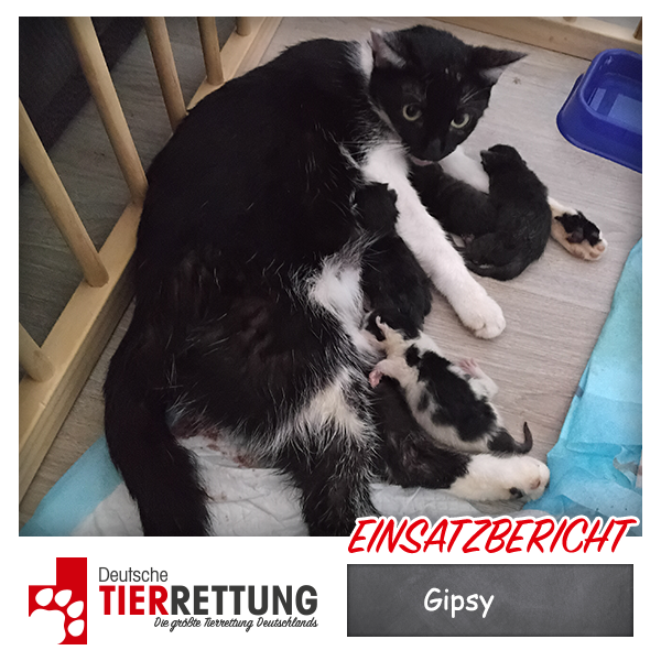 Tierrettung Einsatz: Gipsy in Gelsenkirchen