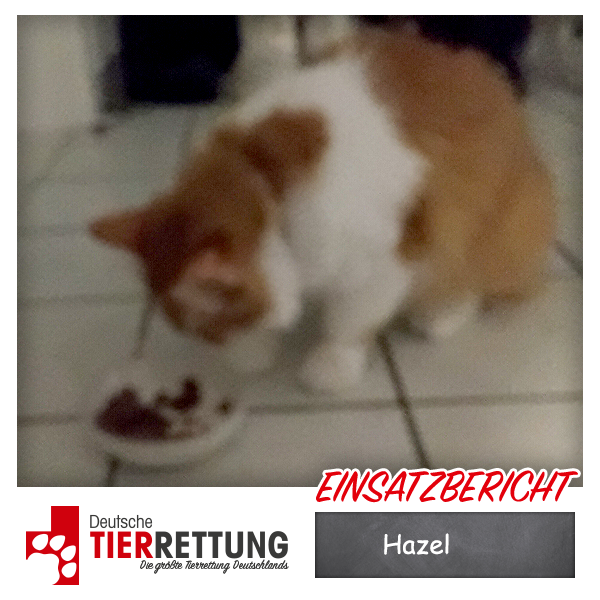 Tierrettung Einsatz: Hazel in Gelsenkirchen