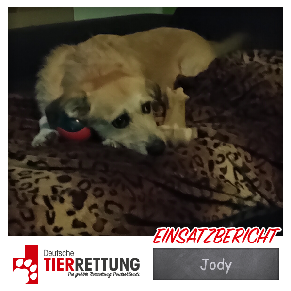 Tierrettung Einsatz: Jody in Hagen