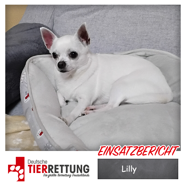 Tierrettung Einsatz: Lilly in Essen