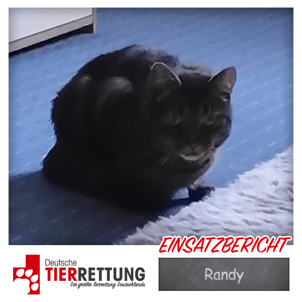 Tierrettung Einsatz: Randy in Karmen