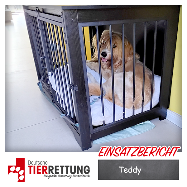 Tierrettung Einsatz: Teddy in Duisburg