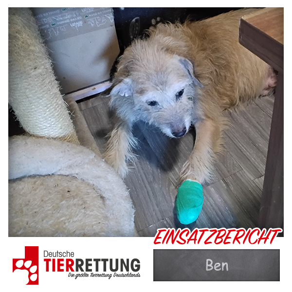 Tierrettung Einsatz: Ben in Essen