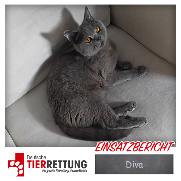 Tierrettung Einsatz: Diva in Wuppertal