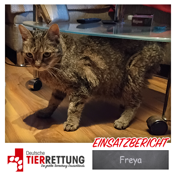 Tierrettung Einsatz: Freya in Essen