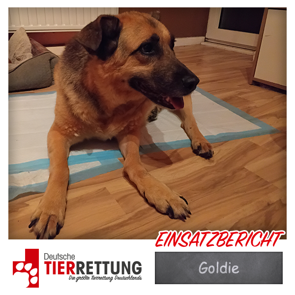 Tierrettung Einsatz: Goldie in Gelsenkirchen