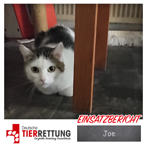 Tierrettung Einsatz: Joe in Duisburg