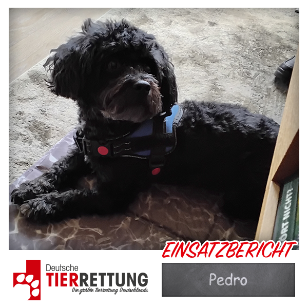 Tierrettung Einsatz: Pedro in Essen