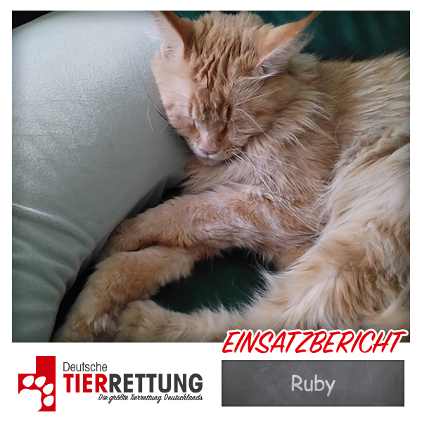 Tierrettung Einsatz: Ruby in Kamp-Lintfort