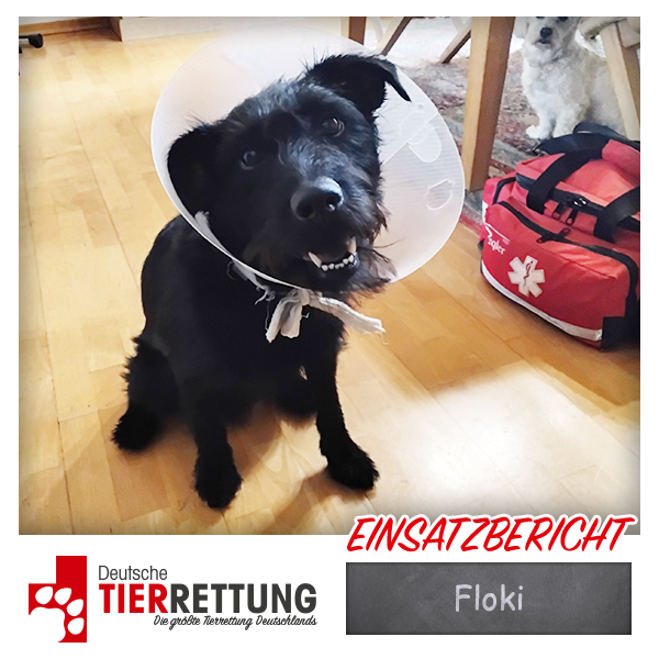 Tierrettung Einsatz: Floki in Unna