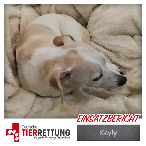 Tierrettung Einsatz: Keyly in Wuppertal